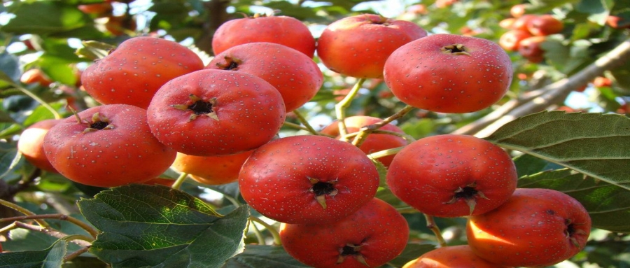 嬌名袋泡茶代加工藥食同源（4）——山楂